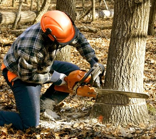 Tree Removal in South Range, WI